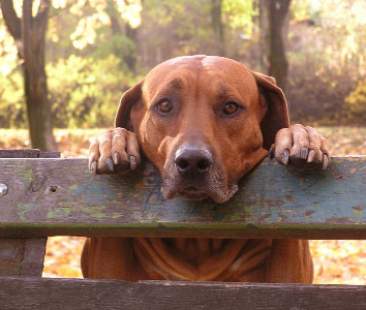 Che vita da cani, le città siciliane non amano gli amici a 4 zampe