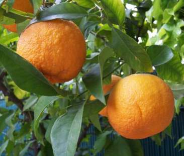 Tristeza virus, Istituti lenti e irregolarità. Gli indennizzi ormai attesi fin oltre misura