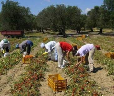 Lavoro nero, arruolati nei campi tra le 4:30 e le 7 del mattino