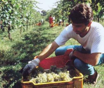 Vendemmia 2014: -30% ma vola l’export