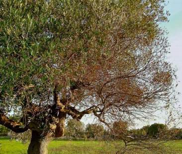 Approvato dal ministero un rimedio contro la Xylella