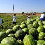 Sfruttamento immigrati, manodopera in mano alle mafie