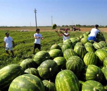Sfruttamento immigrati, manodopera in mano alle mafie
