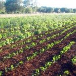 Psr 2014/20, al via i primi bandi