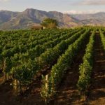 Dalle vigne si produce il gas metano, il progetto “Vienergy” è tutto siciliano