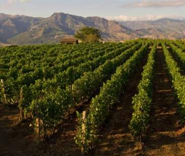 Dalle vigne si produce il gas metano, il progetto “Vienergy” è tutto siciliano Dalle vigne si produce il gas metano, il progetto “Vienergy” è tutto siciliano