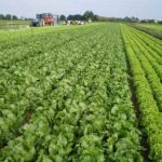 Il flop delle cooperative agroalimentari