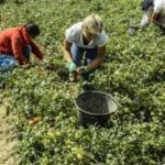 Sicilia, terza regione d’Italia per lavoro nero al femminile