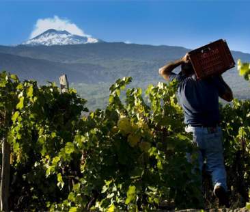 Doc Sicilia: a fine anno previste 28 milioni di bottiglie