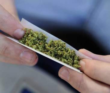 La cannabis “tira” in Parlamento, proposta per la legalizzazione