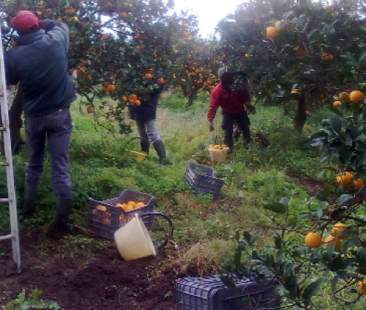 Lotta al caporalato, mobilitazione congiunta delle Forze dell’ordine
