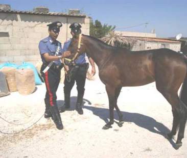 Zoomafia: gli orrori perpetrati in Sicilia a danno degli animali