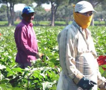 L’Italia scopre la piaga del “caporalato”