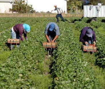 Capolarato, scoperti 6 lavoratori in nero nel catanese