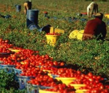 Caporalato: la repressione si fa più incisiva