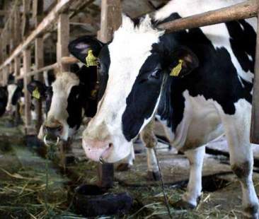 Perse le tracce del Piano latte promesso dal ministro Martina