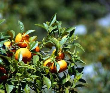 Aggregazione, ricerca e supporto dalle istituzioni per fronteggiare la crisi agrumicola in Sicilia