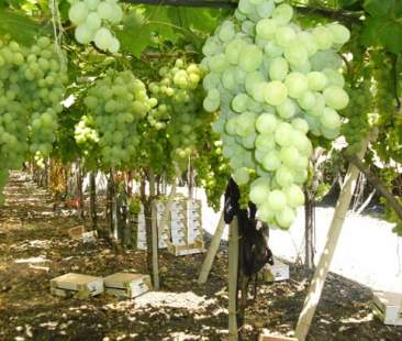 Vitivinicoltura siciliana, annata felix il 2015