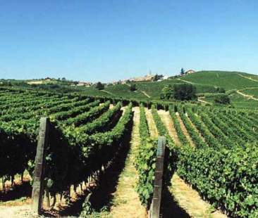 Sì del Governo a 6.400 ettari di nuovi vigneti in Italia