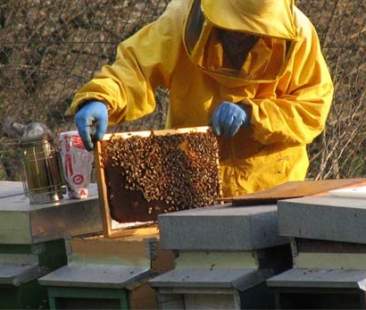 Le iniziative della Regione per sostenere la produzione del miele