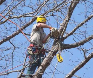 Messina – Interventi per la cura del verde pubblico