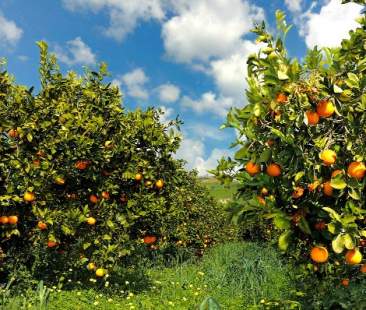 La politica estera sull’ortofrutta è una minaccia per l’agrumicultura