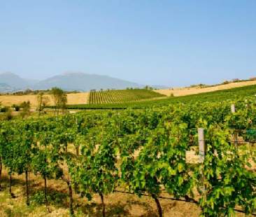 Sicilia, c’era una volta l’agricoltura