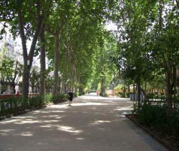 Catania – Campagna Alberare Catania, cento alberi per la vivibilità