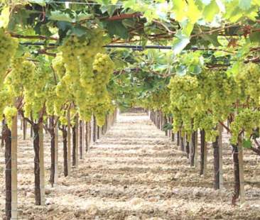 Dop, Igp, Stg: ricchezze per la Sicilia