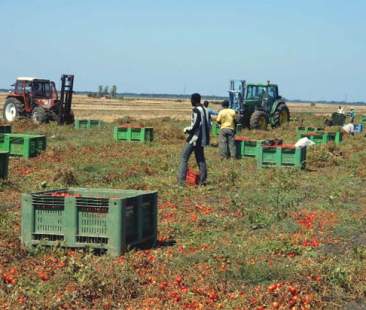 Agricoltura: 2,2 mld rubati allo sviluppo Agricoltura: 2,2 mld rubati allo sviluppo