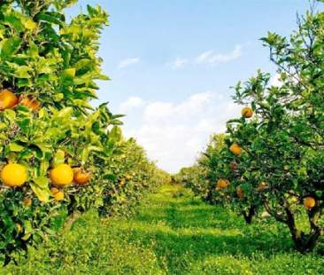 Invasione straniera: Pil agricolo -9% Invasione straniera: Pil agricolo -9%