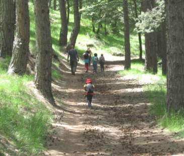 Sviluppo dei boschi di Sicilia ennesima occasione sprecata Sviluppo dei boschi di Sicilia ennesima occasione sprecata
