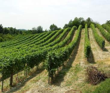 Reimpianto dei vigneti, ecco come cambiano le regole