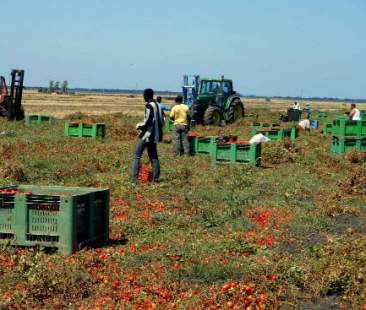 Agricoltura siciliana tra crisi e sommerso