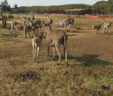 Agricoltura alternativa contro la crisi Agricoltura alternativa contro la crisi