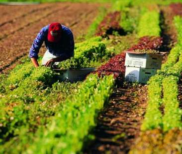 Due mld di euro per far rifiorire l’agricoltura