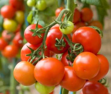 I pomodori proteggono la nostra prostata contro l’invecchiamento