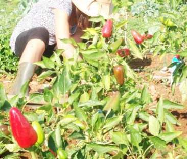 Contributi Psr 2014-20: criteri contestati