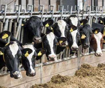 “Fondo latte”: agevolazioni per le imprese del settore lattiero-caseario