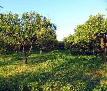 Colture agrumicole, pericolo cemento Colture agrumicole, pericolo cemento