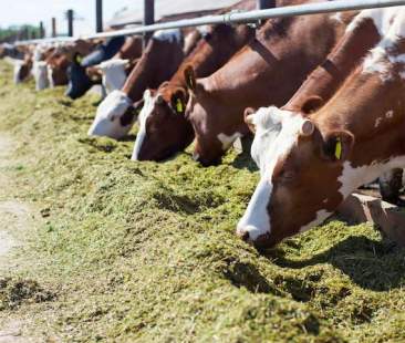 Zootecnia siciliana, la qualità non è di casa