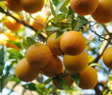 Prorogata al 30 settembre l’iscrizione alla campagna agrumicola 2016/2017