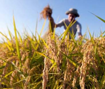 Agricoltura, tutte le colpe della Regione Agricoltura, tutte le colpe della Regione