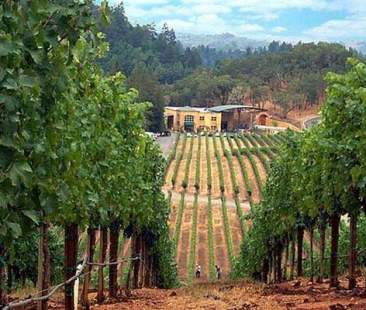 Aziende vinicole, obiettivi ecosostenibili