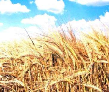 Grano duro, quotazioni in calo e coltivazioni a rischio abbandono