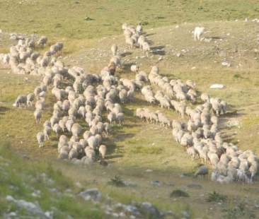 Dieci mila allevamenti a rischio infezioni Dieci mila allevamenti a rischio infezioni