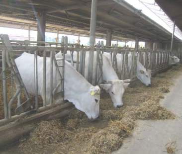 Carne bovina, tutte le novità del 2016