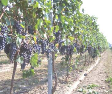 Sicilia, vitivinicoltura a rischio tracollo