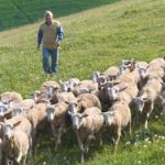 Allevatori: arrivano i contributi