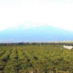 Piana di Catania, campagne a secco e agricoltori con l’acqua alla gola